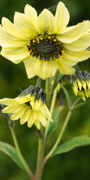 HELIANTHUS giganteus 'Sheila's Sunshine'