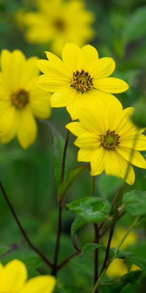 HELIANTHUS giganteus