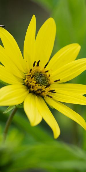 HELIANTHUS 'Lemon Queen'