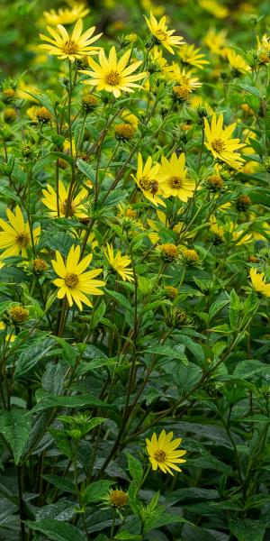 HELIANTHUS 'Lemon Queen'