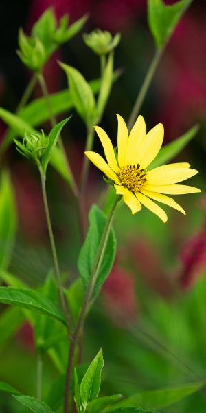 HELIANTHUS 'Lemon Queen'