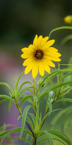 Helianthus salicifolius