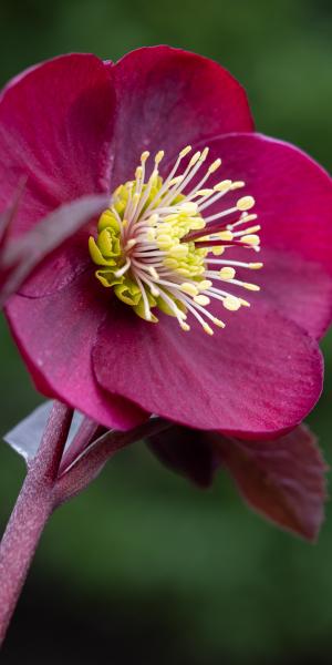 HELLEBORUS Anna's Red (Frostkiss Series)