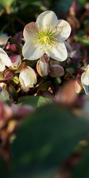 Helleborus × ballardiae 'Candy Love'