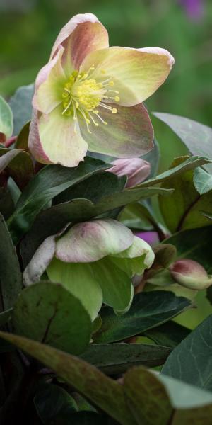 HELLEBORUS × ericsmithii ViV Valeria