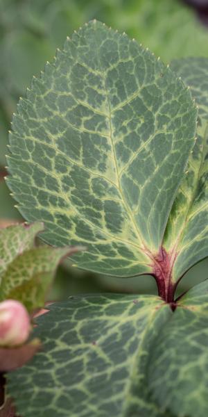 HELLEBORUS Moondance foliage