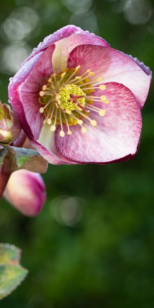 HELLEBORUS 'Glenda's Gloss'