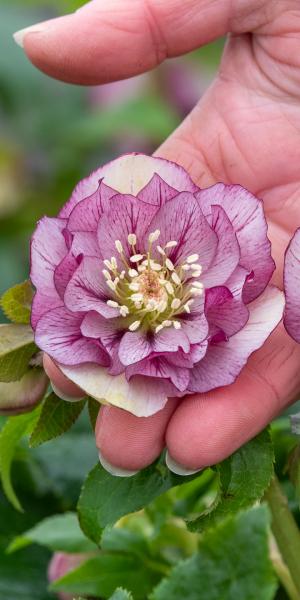 c HELLEBORUS Double Picotee' (Magic Collection)