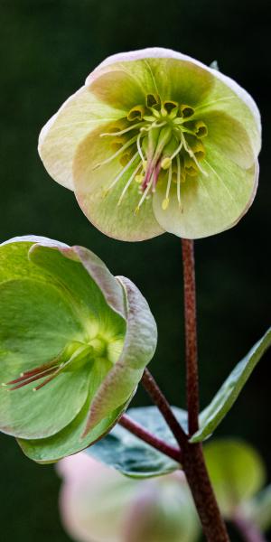 HELLEBORUS Moondance