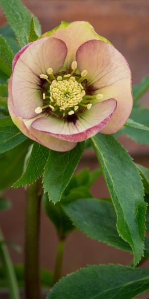 HELLEBORUS orientalis 'Magic Apricot' (Magic Collection)