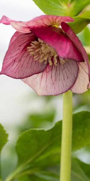 Helleborus orientalis 'Magic Picotee'