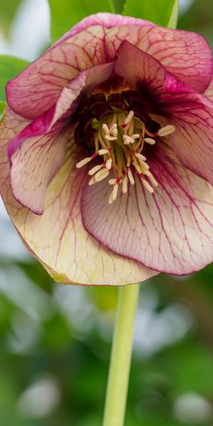 HELLEBORUS orientalis 'Magic Picotee'