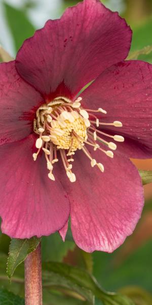 HELLEBORUS orientalis 'Magic Red'