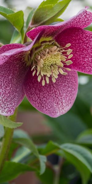 HELLEBORUS orientalis 'Magic Red'