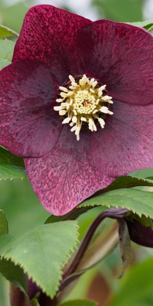 HELLEBORUS ViV® Victoria