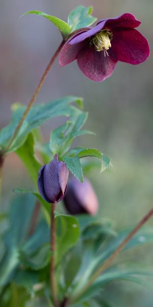 HELLEBORUS ViV® Victoria