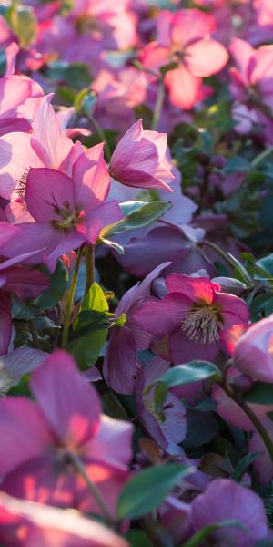 HELLEBORUS Walberton's Rosemary