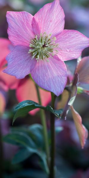 HELLEBORUS 'Walberton's Rosemary' 