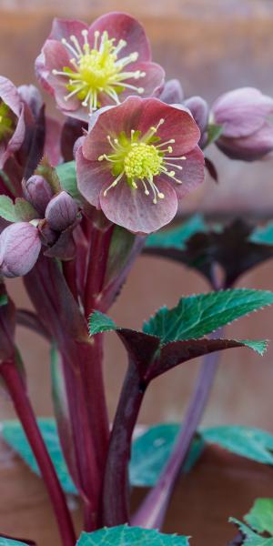 HELLEBORUS x sternii 'Tom'