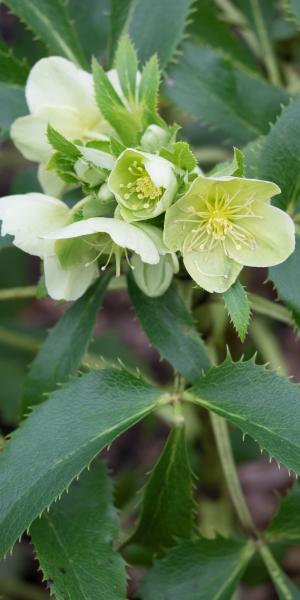 HELLEBORUS argutifolius