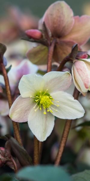 HELLEBORUS x nigercors 'Emma'