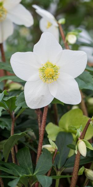 HELLEBORUS niger 'Mont Blanc'