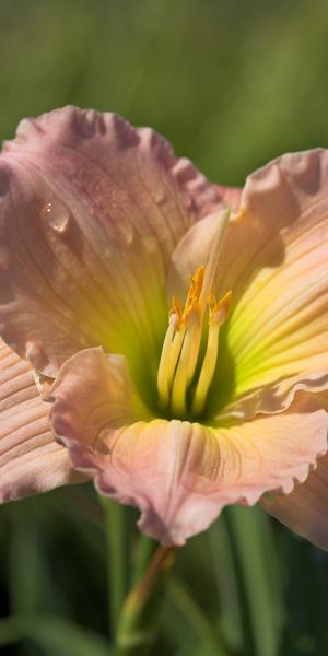 HEMEROCALLIS 'Catherine Woodbery'