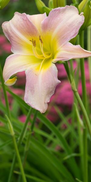 HEMEROCALLIS 'Catherine Woodbury'