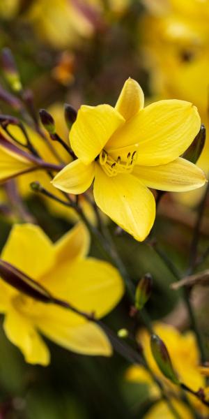 HEMEROCALLIS 'Corky'