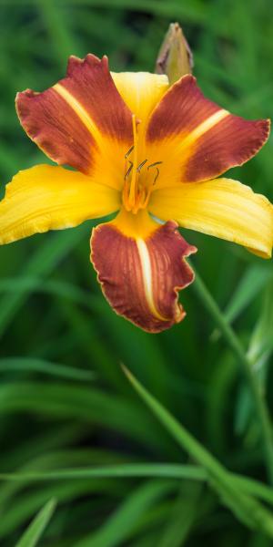 HEMEROCALLIS 'Frans Hals'