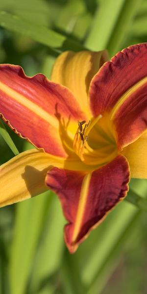 HEMEROCALLIS 'Frans Hals'