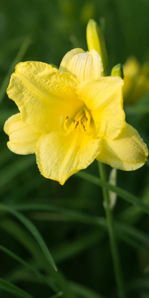 HEMEROCALLIS 'Happy Returns' 