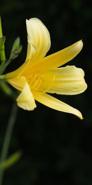 HEMEROCALLIS 'High Tor'