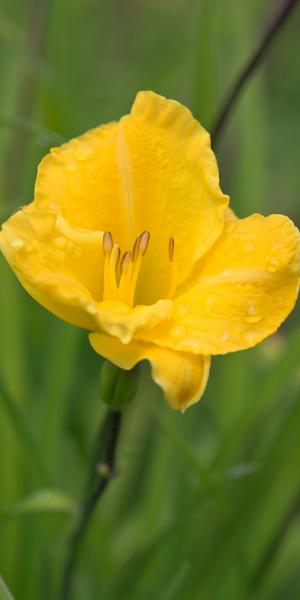 HEMEROCALLIS  'Irish Elf'