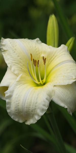 HEMEROCALLIS 'Joan Senior'