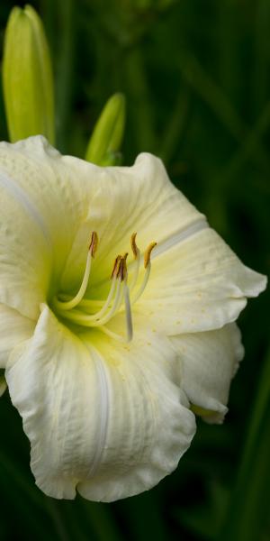 HEMEROCALLIS 'Joan Senior'