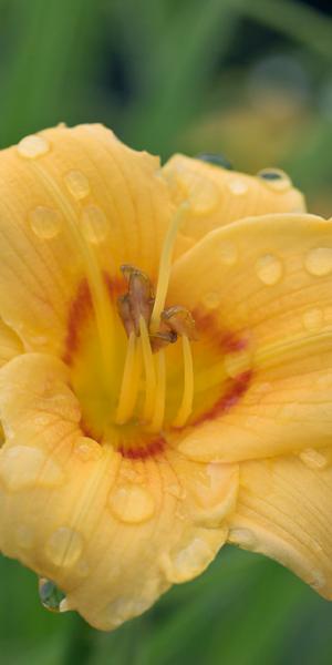 HEMEROCALLIS siloam 'June Bug'