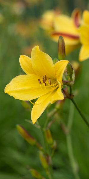 HEMEROCALLIS 'Lemon Bells'