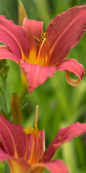 HEMEROCALLIS 'Pink Damask'