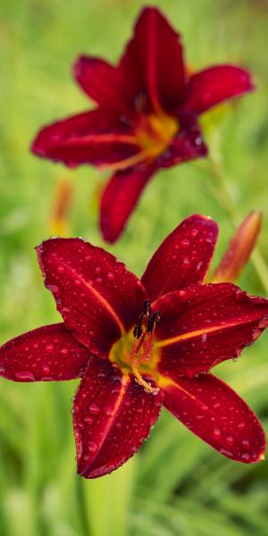 HEMEROCALLIS 'Stafford'