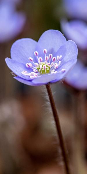 Hepatica nobilis