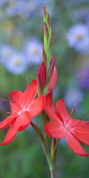 HESPERANTHA coccinea 'Major'