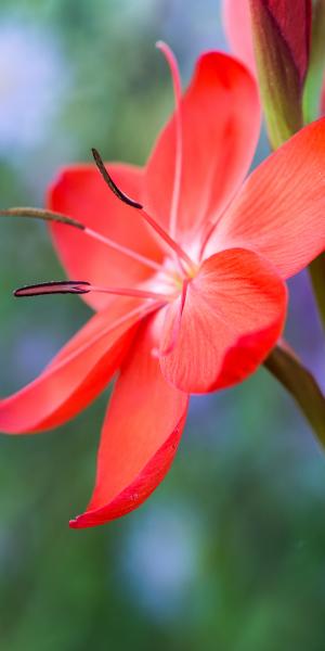 HESPERANTHA coccinea 'Major'