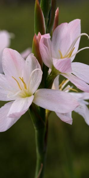 HESPERANTHA coccinea 'Wilfred H. Bryant'