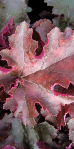 HEUCHERA 'Chocolate Ruffles' 