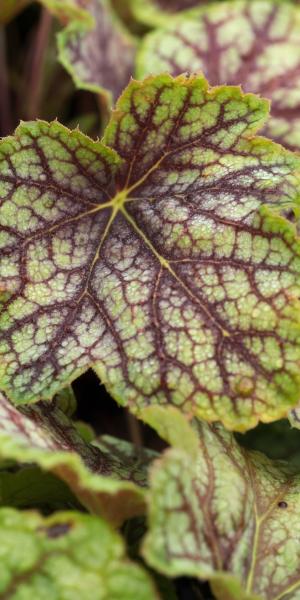 HEUCHERA 'Green Spice'