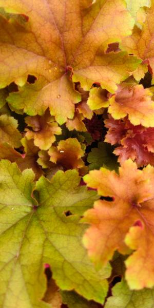 Heuchera 'Marmalade'