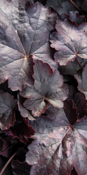 HEUCHERA 'Obsidian' 