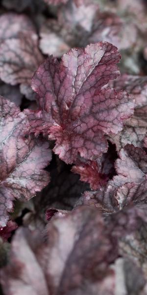 HEUCHERA Plum Pudding