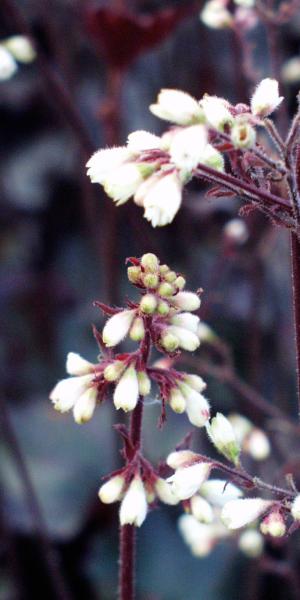 HEUCHERA 'Starry Night'